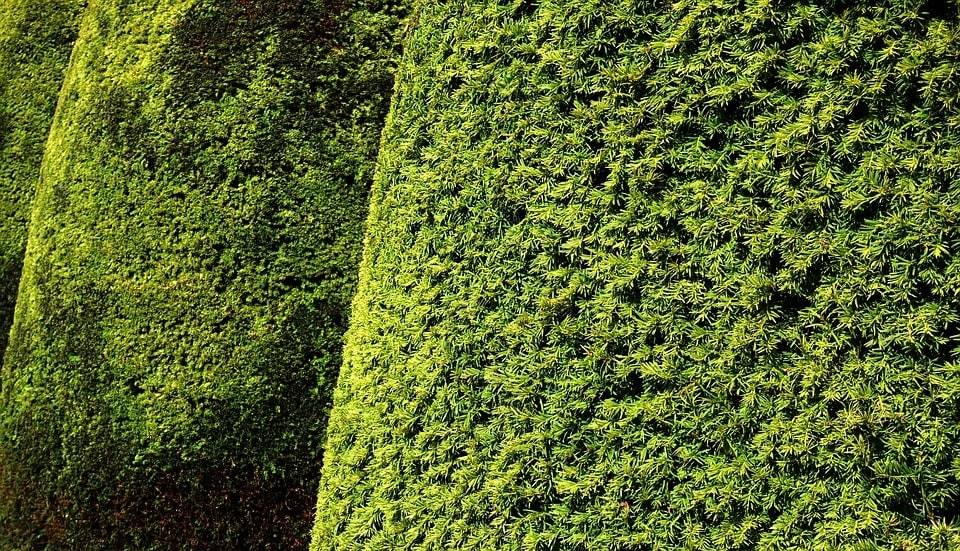 Comment bien choisir son taille-haies électrique ?